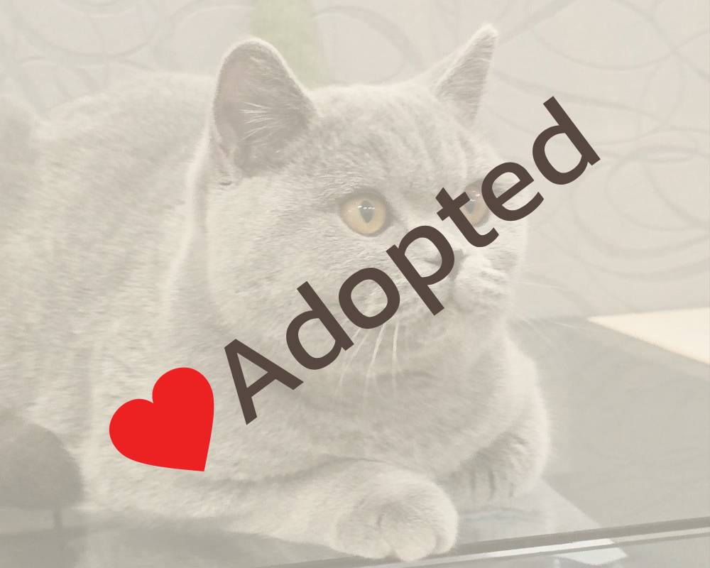 Artemida: The Hidden Secret Behind This Legendary Name That Everyone’s Overlooking—And Why It Matters to Your Pet’s Wellbeing!