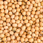 Could Cutting Protein Be the Secret Trigger Your Body Needs to Unlock Longevity Through FGF21?