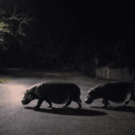 Discover the Untold Secret Behind One Family’s Revolutionary Safari in St Lucia, South Africa That’s Changing Adventure Forever
