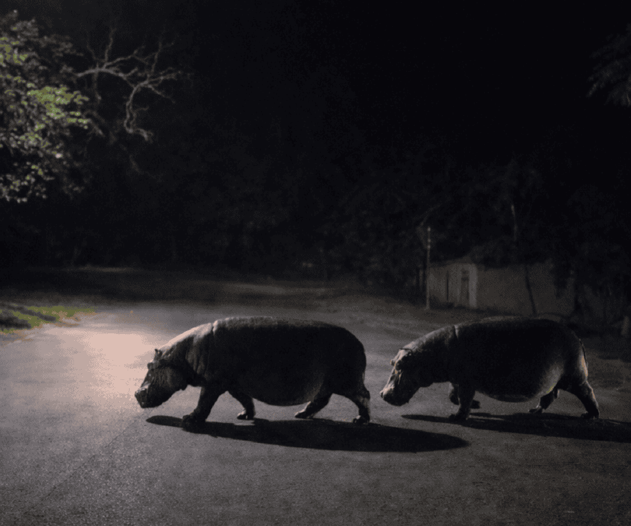 Discover the Untold Secret Behind One Family’s Revolutionary Safari in St Lucia, South Africa That’s Changing Adventure Forever