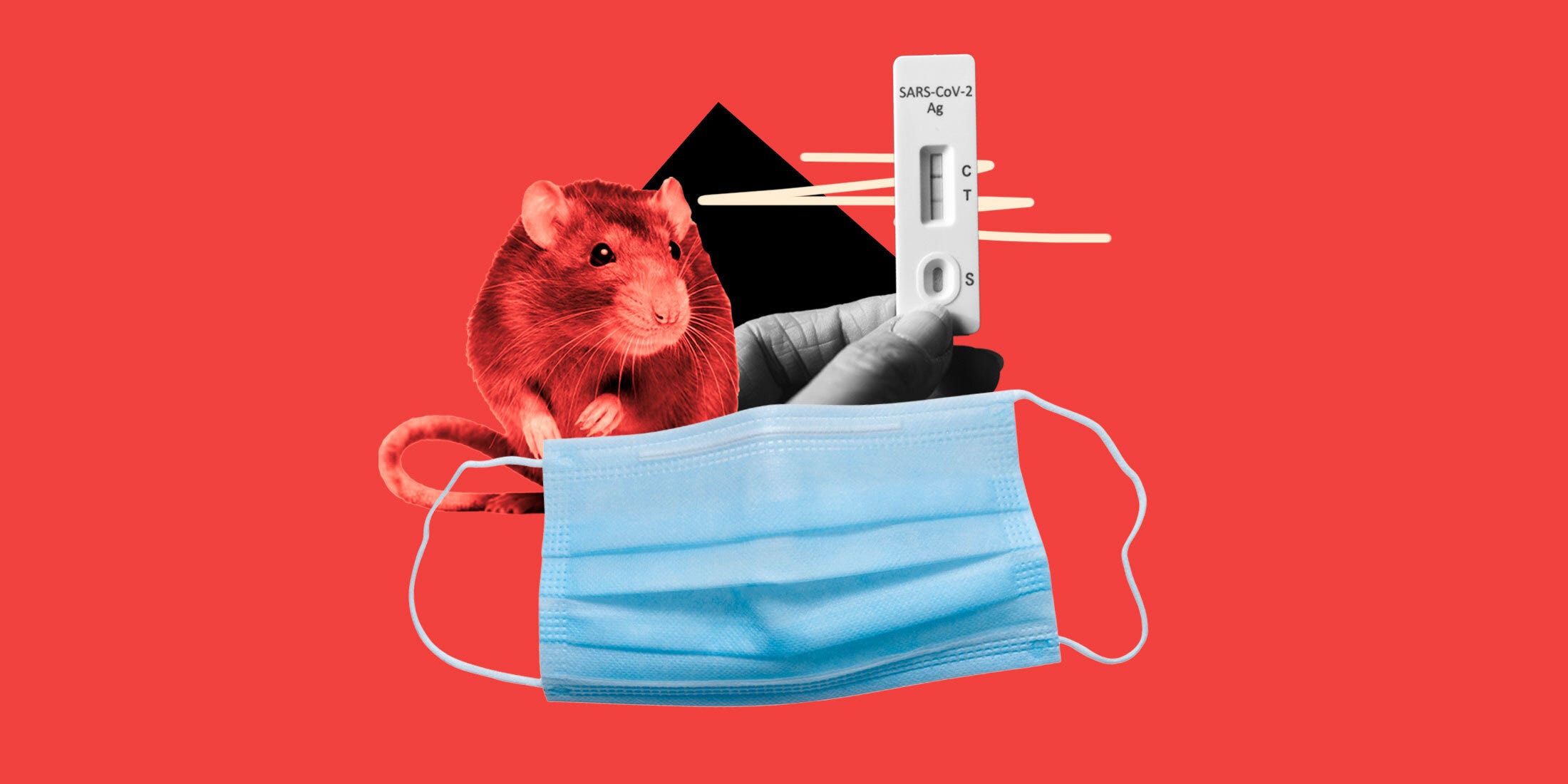Hantavirus vs. COVID-19: The Deadly Differences and Shocking Similarities You Can’t Afford to Ignore!