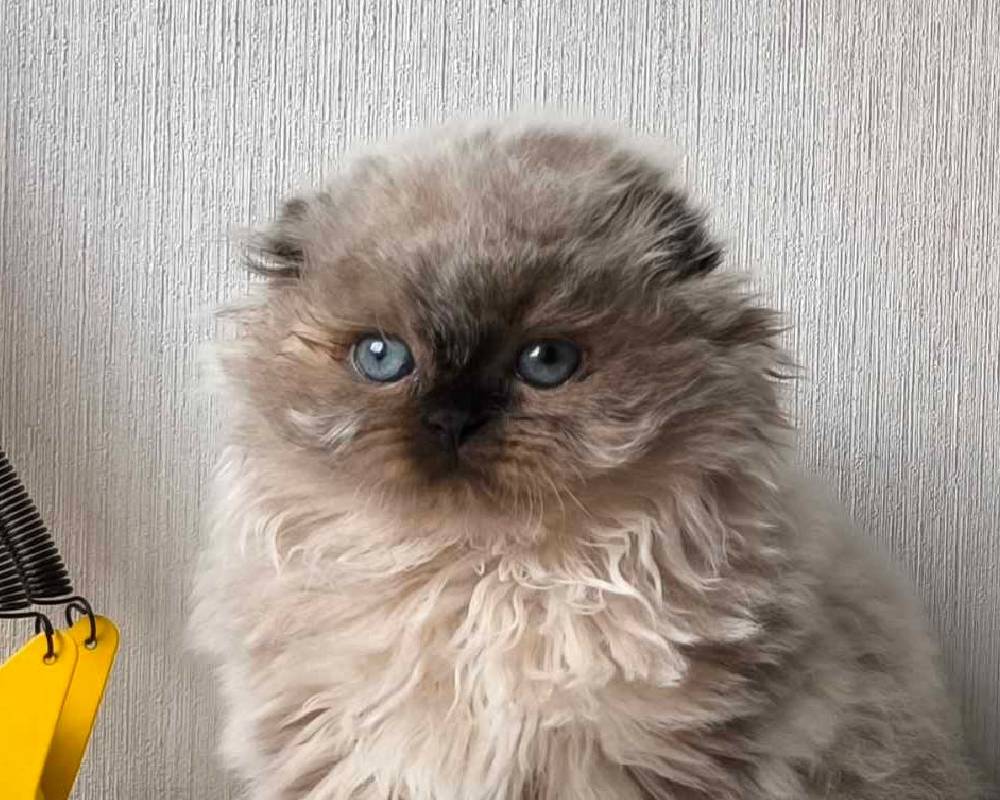 Kupava: The Secretly Powerful Breed That’s Changing Pet Fitness Forever—Are You Ready to Unlock Its Full Potential?