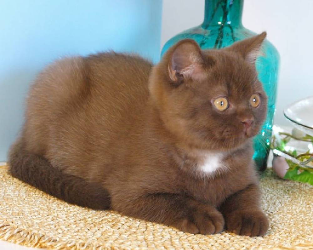 Neo: The Unexpected Hero Who’s Changing the Game for Pets and Their People Forever