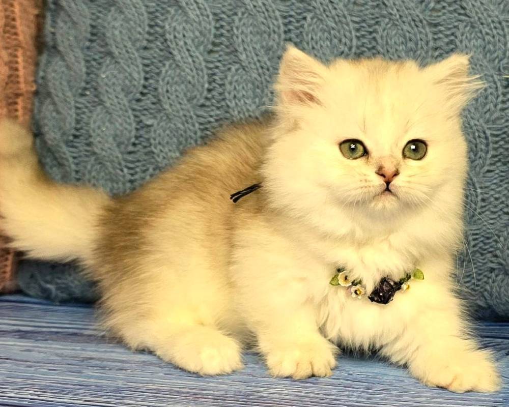 Taisia’s Secret: The Unexpected Fitness Hack Your Pet Wishes You Knew About