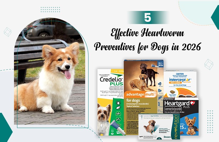 The 5 Heartworm Preventives Vets Don’t Want You to Know About in 2026—Is Your Dog Truly Protected?