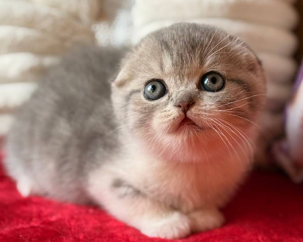 The Surprising Fortune That Pets and Fitness Experts Are Secretly Relying On—And What It Means for Your Wallet