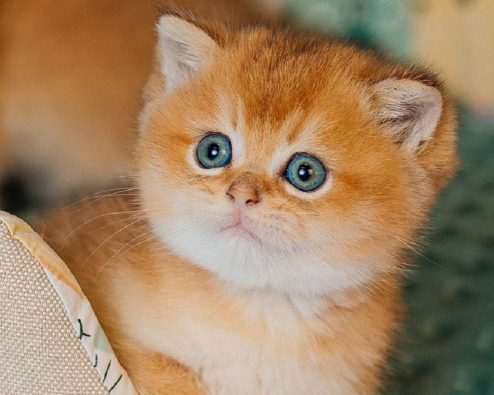 The Surprising Truth About Cake That Every Health-Conscious Pet Lover Needs to Know—It’s Not What You Think!