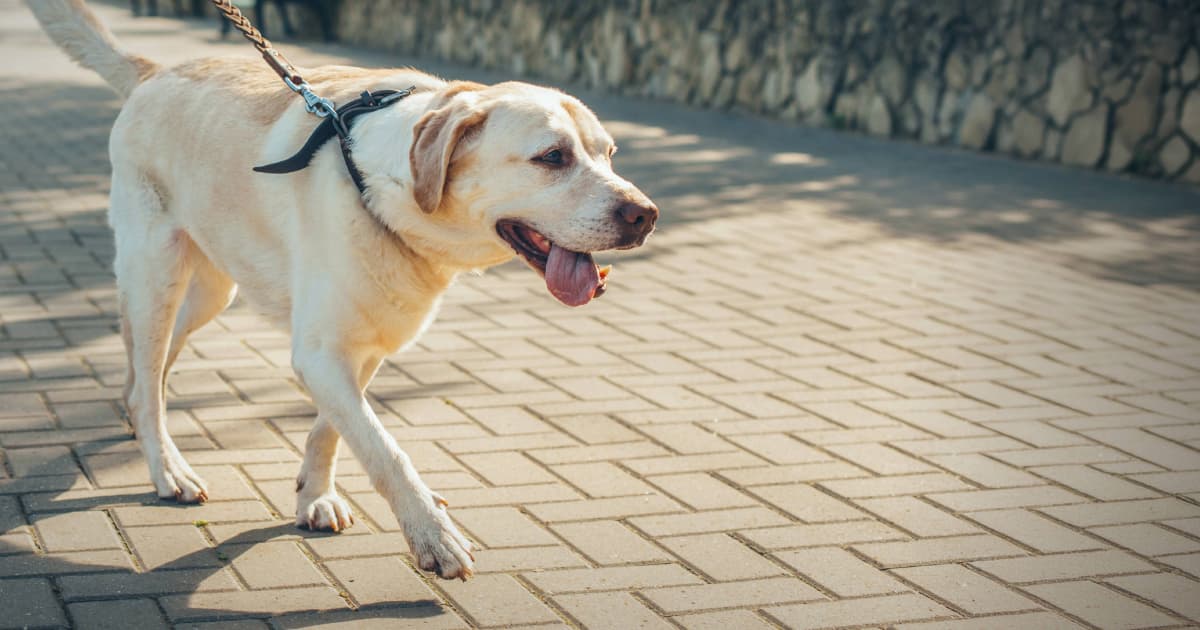 The Surprising Truth About How Often You Really Need to Walk Your Dog—And Why It Matters More Than You Think