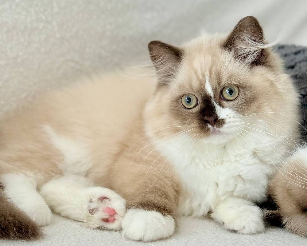 Uncover the Secret Bond Between Lisa and Her Paws That’s Redefining Pet Wellness Forever!