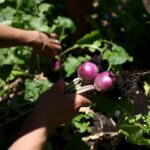 Unlock Early Spring’s Secret Garden: Beginner-Friendly Plants That Guarantee Your Green Thumb Success!