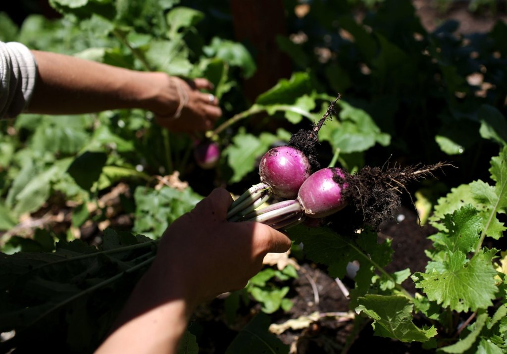 Unlock Early Spring’s Secret Garden: Beginner-Friendly Plants That Guarantee Your Green Thumb Success!