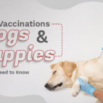 Unlock the Hidden Secrets Behind Dog Vaccinations That Could Save Your Puppy’s Life—What Vets Don’t Tell You!