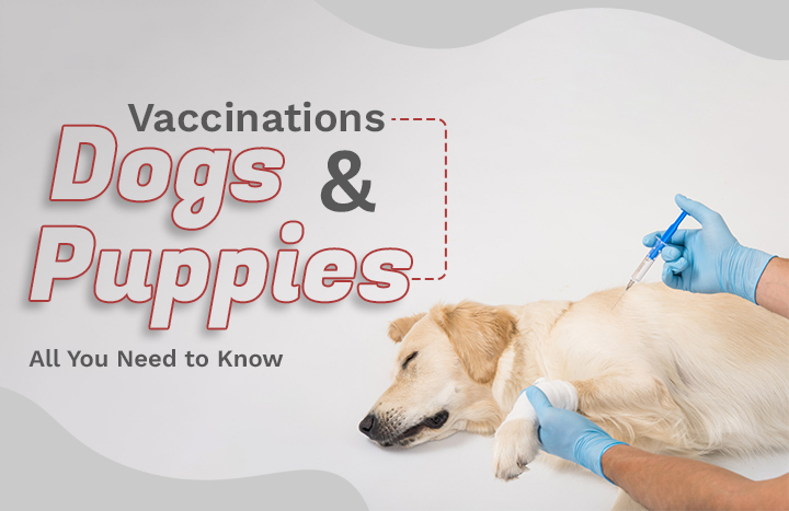 Unlock the Hidden Secrets Behind Dog Vaccinations That Could Save Your Puppy’s Life—What Vets Don’t Tell You!