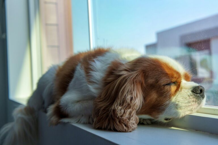 Unlock the Hidden Tricks Top Dog Owners Use to Instantly Soothe Anxious Pups—And How You Can Too!