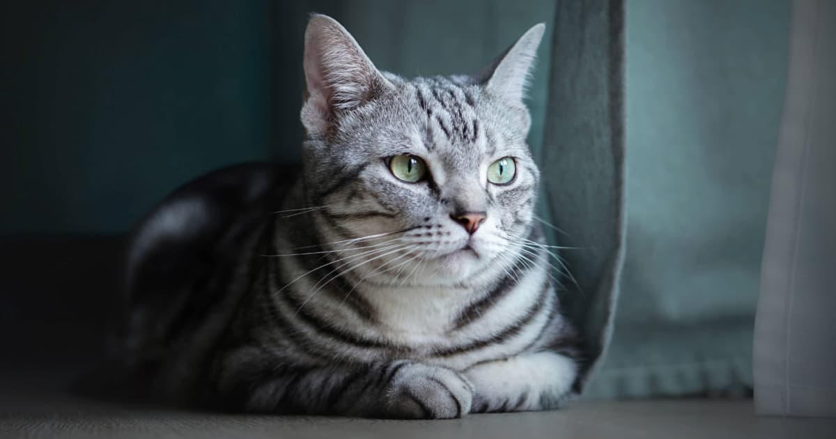 Unlock the Secret Cat Breeds That Every First-Time Owner Wishes They Knew Sooner
