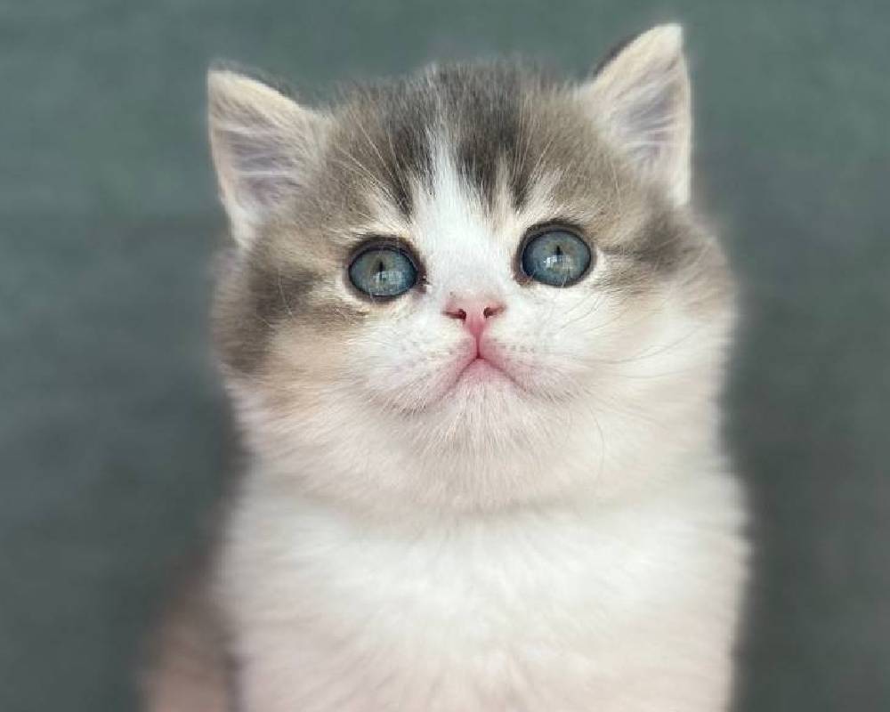 Unlock the Secret Link Between Your Pet’s Fitness and Longevity – What Every Owner Must Know!