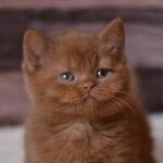 Unlocking the Hidden Powers of Ecler: What Every Pet Owner Needs to Know Now