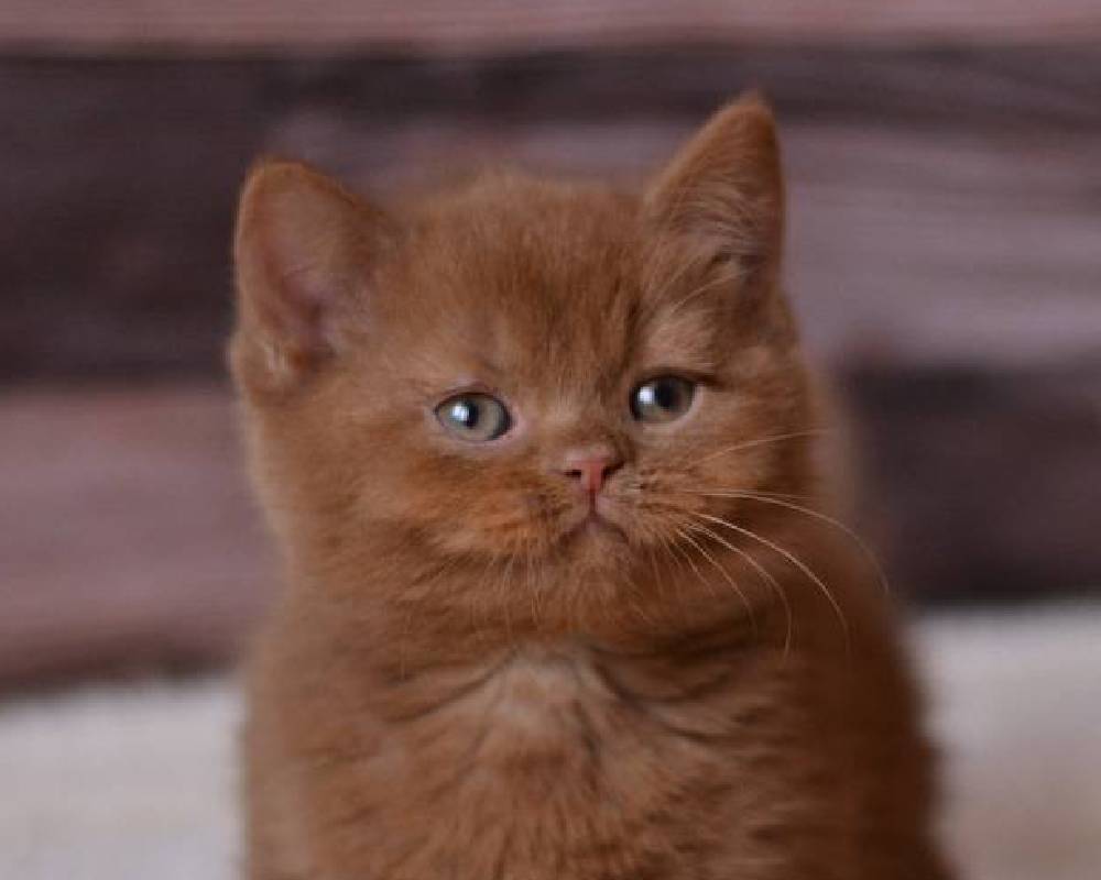 Unlocking the Hidden Powers of Ecler: What Every Pet Owner Needs to Know Now