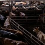 Why Trump’s Sudden Halt on Beef Tariff Cuts Could Reshape the Future of American Ranchers—and Your Wallet