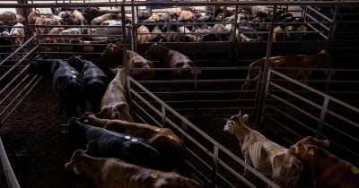 Why Trump’s Sudden Halt on Beef Tariff Cuts Could Reshape the Future of American Ranchers—and Your Wallet