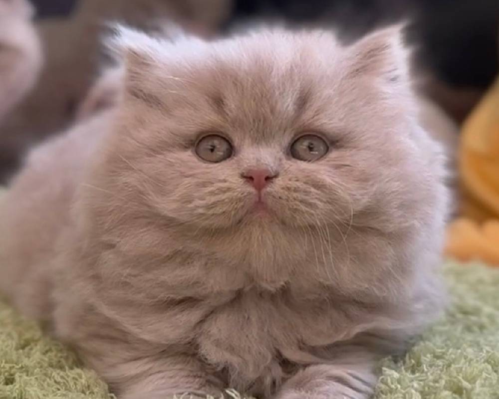 Yusha: The Surprising Fitness Secret Every Pet Owner Needs to Know—Are You Ready to Unlock It?