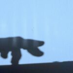 Is the SEC Cracking Down on the AI Shadow Market? What Every Investor Needs to Know Now