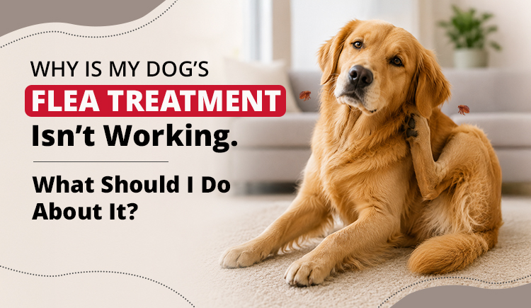 Is Your Dog’s Flea Treatment Failing? Uncover the Surprising Reasons Behind It and How to Fix It Fast!