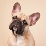 The Surprising Reason Your Dog Scoots Their Butt—And What It Means for Their Health