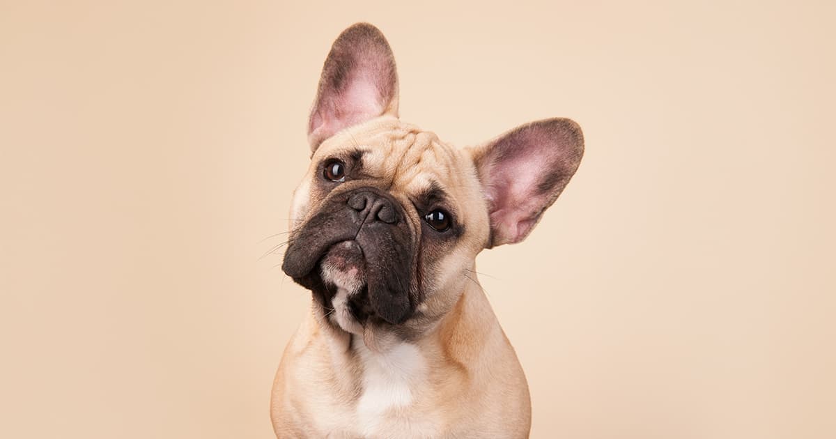 The Surprising Reason Your Dog Scoots Their Butt—And What It Means for Their Health