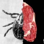 This Tiny Tick Bite Could Wreck Your Diet Forever—Are You at Risk Without Knowing It?