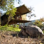 Uncover the Galapagos’ Best-Kept Secrets: 5 Land-Based Stays That Redefine Island Luxury and Adventure