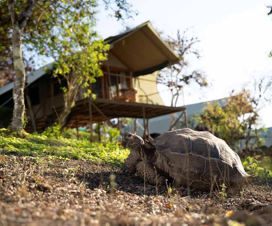 Uncover the Galapagos’ Best-Kept Secrets: 5 Land-Based Stays That Redefine Island Luxury and Adventure