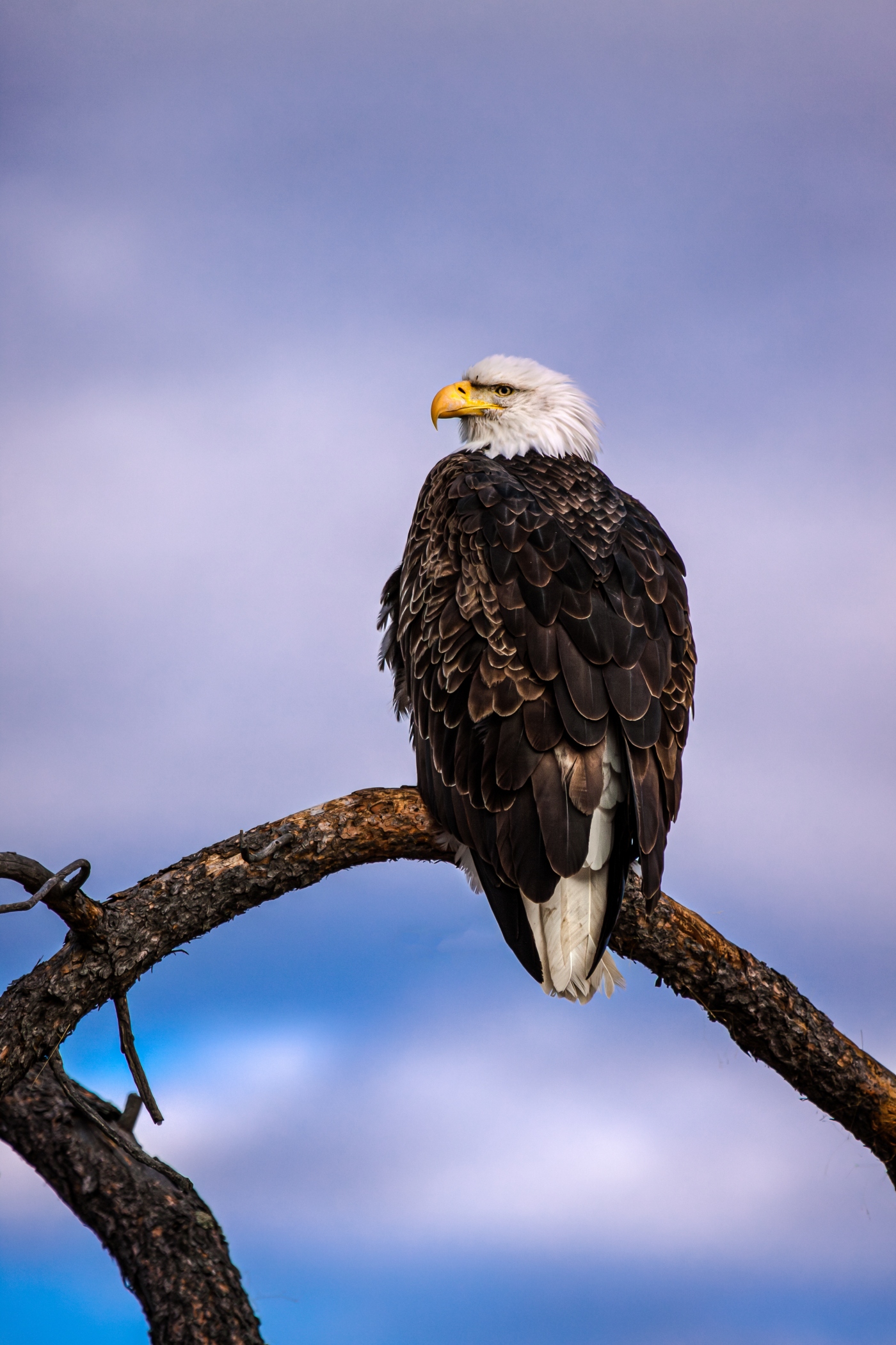 Unlock Rapid City’s Best-Kept Secrets: Adventure Activities That Will Ignite Your Body and Mind!