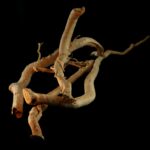 Unlock the Secret Ancient Root That’s Taking Testosterone Boosting to a Whole New Level—And Why Everyone’s Talking About It!