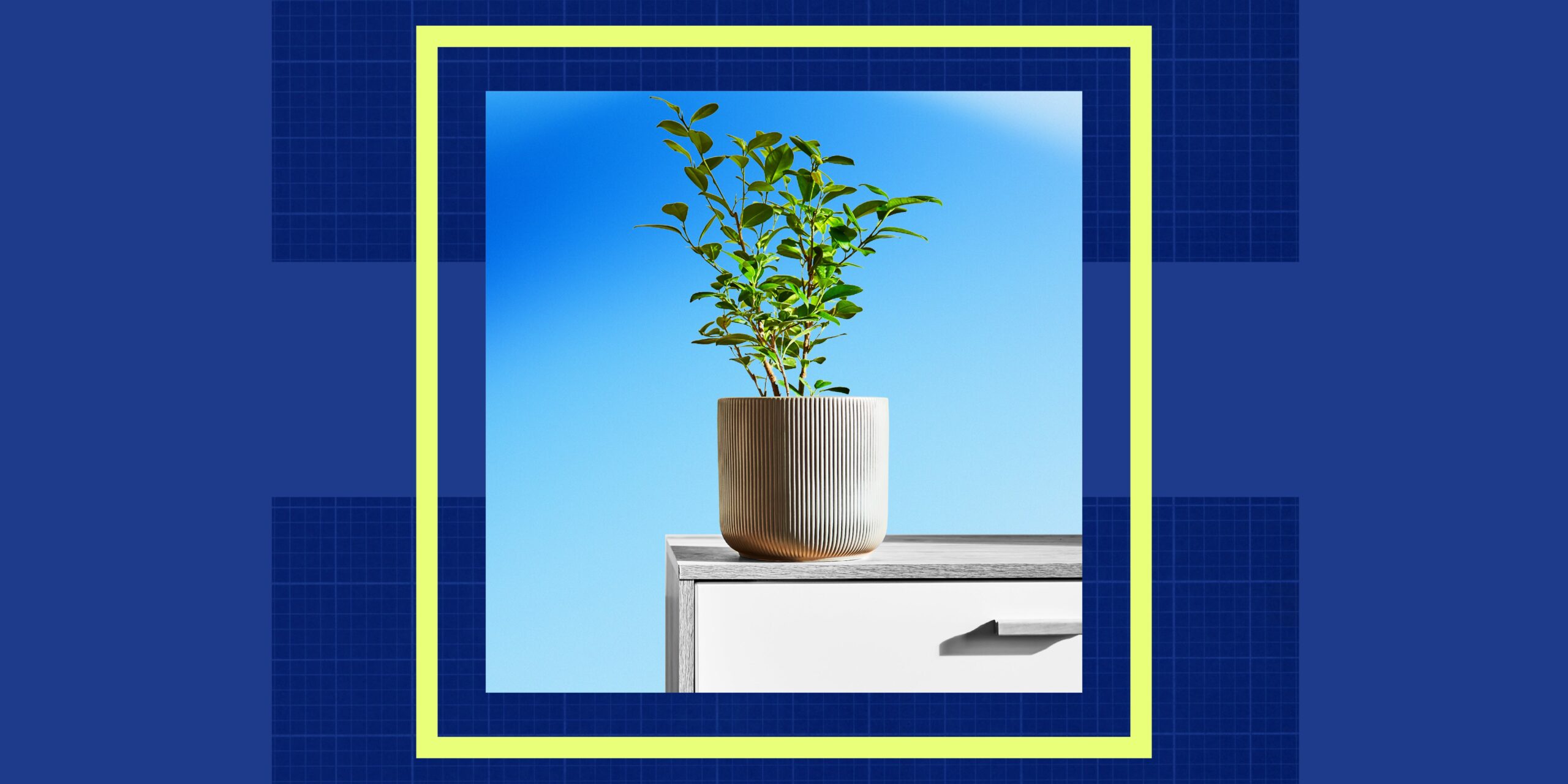 Unlock the Secret Superplant That’s Transforming Your Indoor Air Quality—And Health—Overnight!