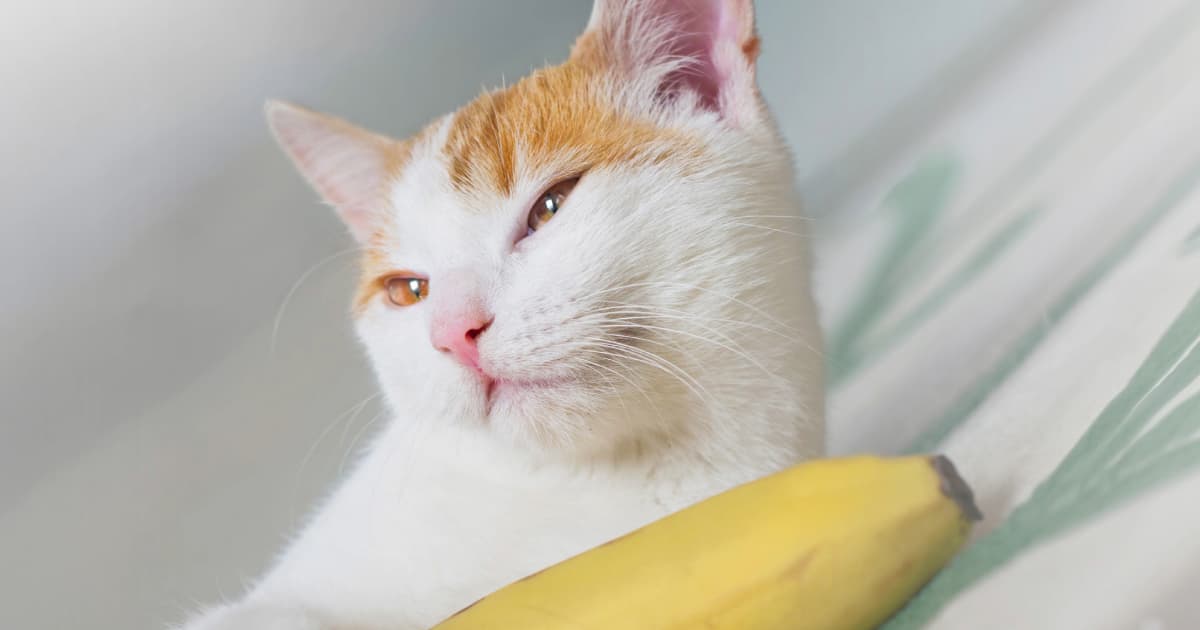 Unlocking the Truth: What Really Happens When Your Cat Nibbles on a Banana?