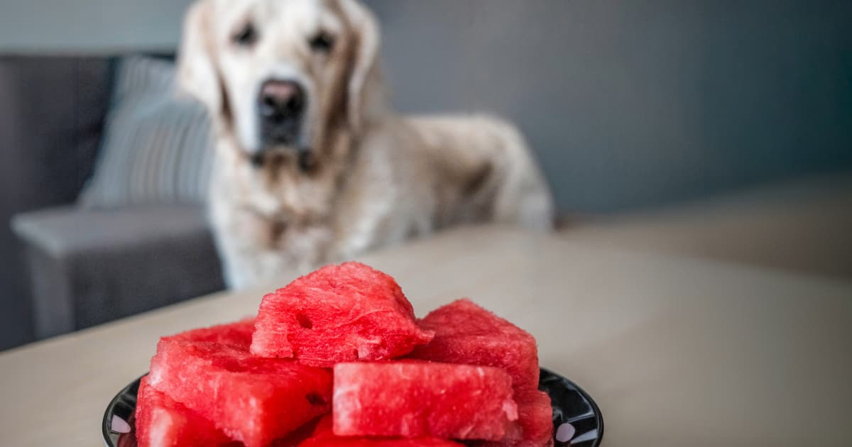 Watermelon and Your Pup: The Shocking Truth Behind This Summer Treat You Never Knew!