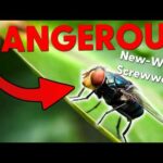 DANGEROUS Bug Spotted in the US! Keep your pets SAFE.