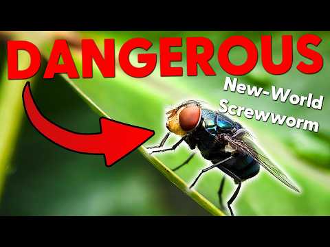 DANGEROUS Bug Spotted in the US! Keep your pets SAFE.