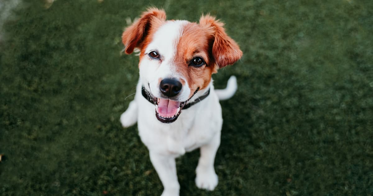 Is That Wag a Smile? Unraveling the Hidden Language Behind Your Dog’s Expressions