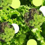 Raw or Cooked? The Shocking Truth About Vegetables You’ve Been Missing—Experts Reveal What’s REALLY Safe to Eat Now!