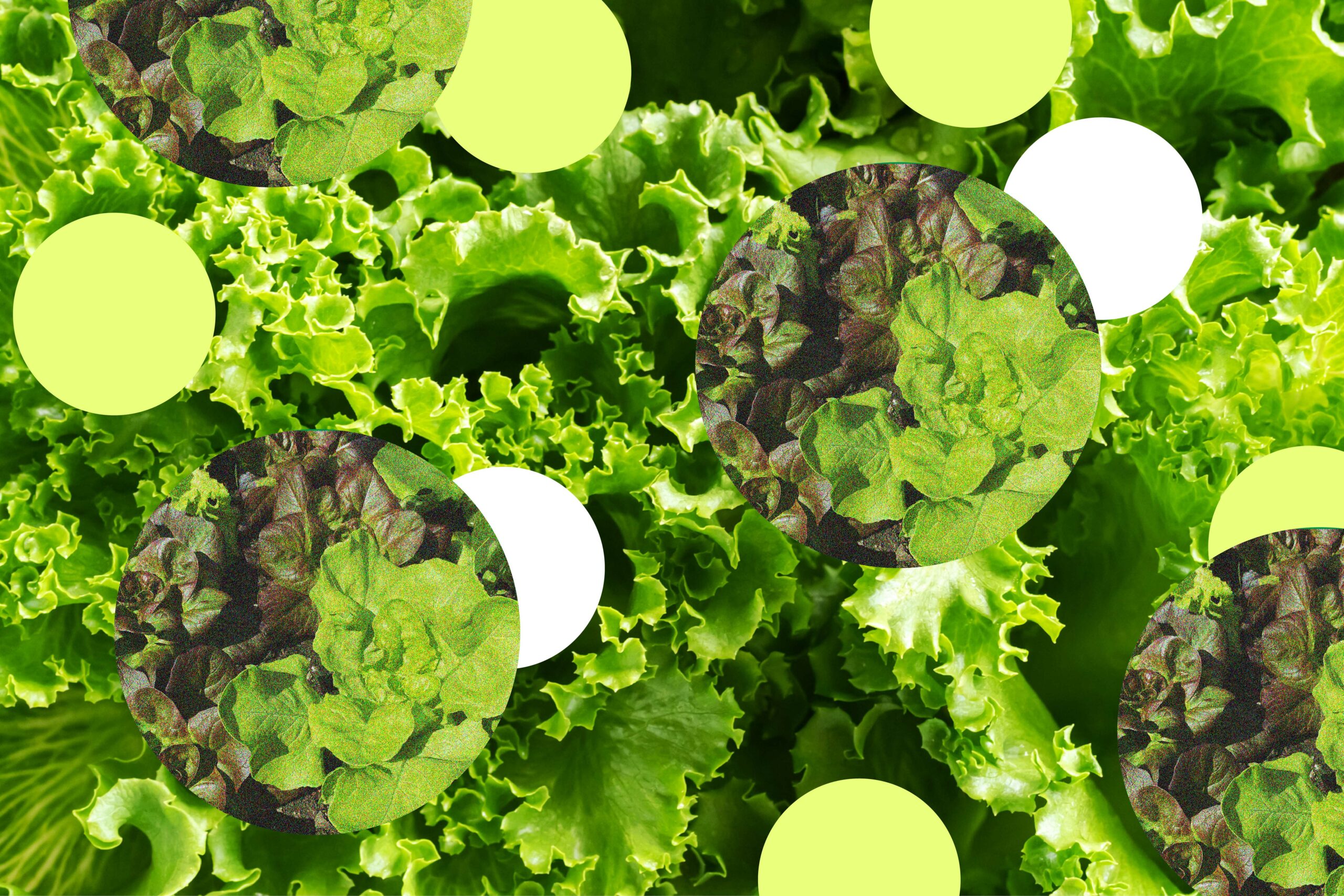 Raw or Cooked? The Shocking Truth About Vegetables You’ve Been Missing—Experts Reveal What’s REALLY Safe to Eat Now!