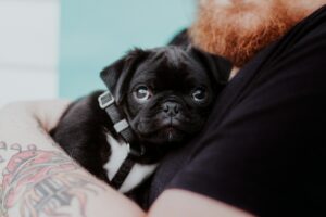 The Hidden Risk Behind Cheap Puppies: How Unregulated Breeders Could Be Fueling a Neighborhood Crisis You Didn’t See Coming