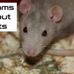 Uncover the Hidden Truth Behind Rat Dreams: What Your Subconscious Is Urgently Trying to Tell You