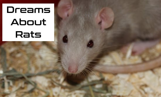 Uncover the Hidden Truth Behind Rat Dreams: What Your Subconscious Is Urgently Trying to Tell You