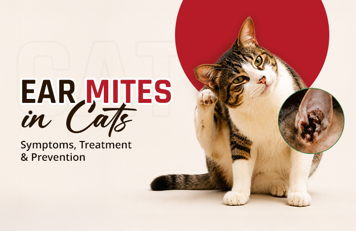 Unlock the Secret Signs Your Cat’s Ear Might Be Hiding—And How to Stop Ear Mites Before They Take Over!