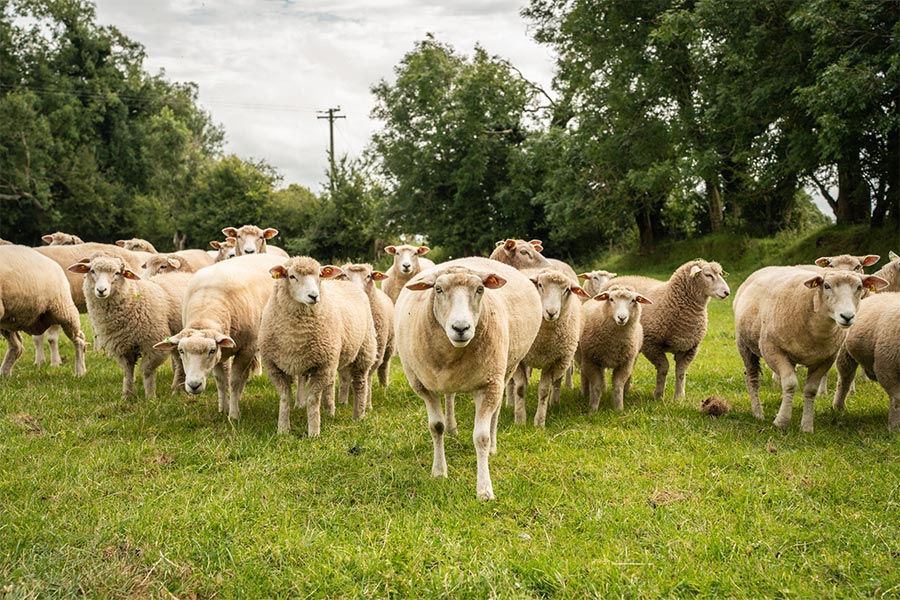 Why Avoca’s Renewed Deal with The Galway Wool Co Op Could Rewrite the Rules of Irish Craftsmanship—and Your Investment Portfolio