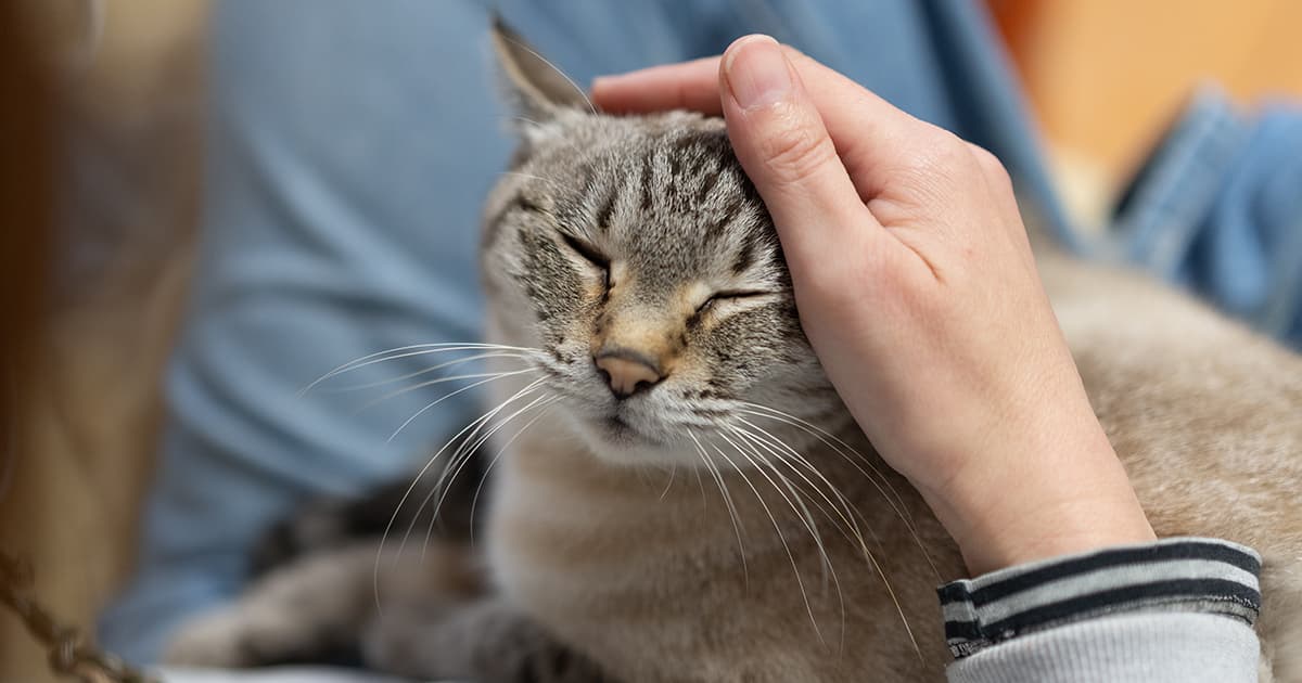 Discover the Surprising Cat Breeds That Instantaneously Win Over Every Family Member—Is Your Perfect Feline Friend on the List?
