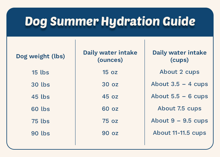 Is Your Dog Secretly Suffering This Summer? The Hydration Mistakes Every Pet Owner Must Avoid!