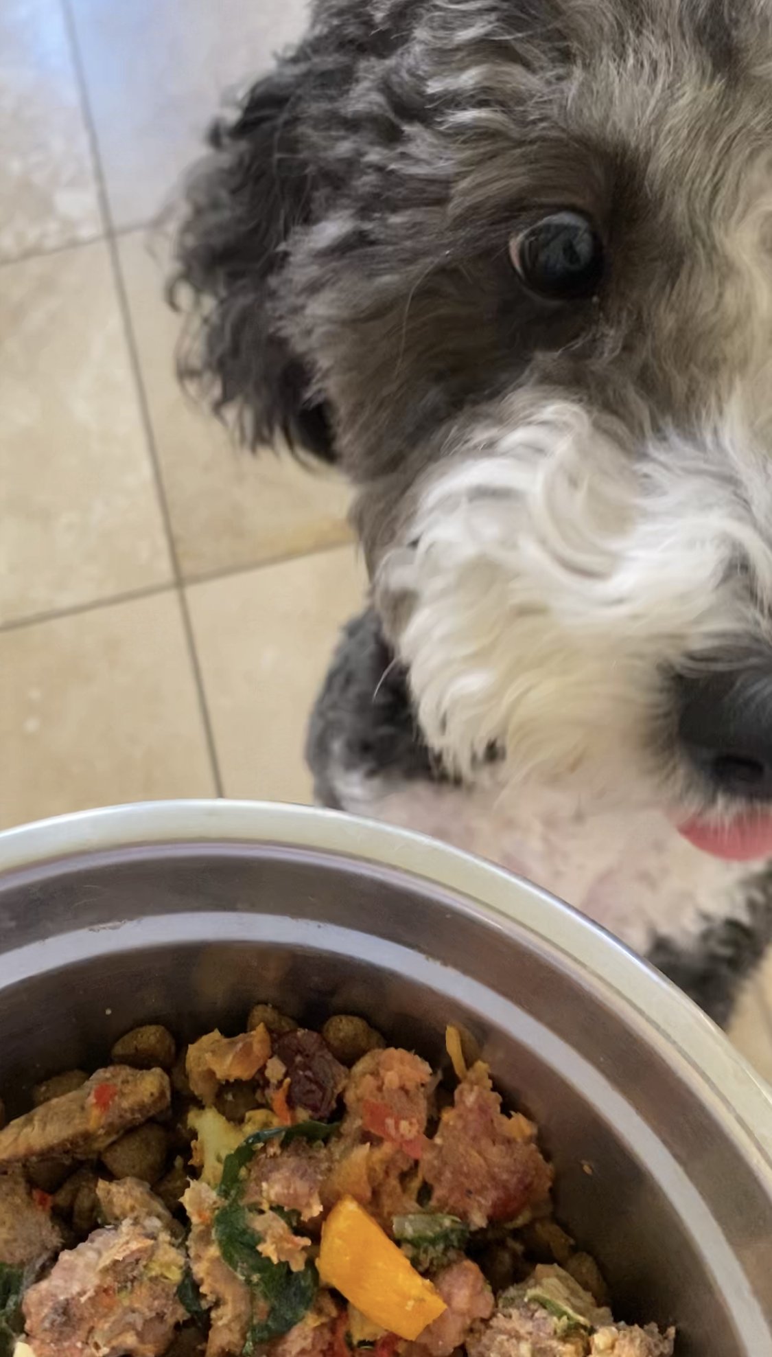 Unlock the Secret to Thriving Pets: The Homemade Dog Food Recipe Vets Won’t Tell You About!